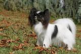 EPAGNEUL PAPILLON 080